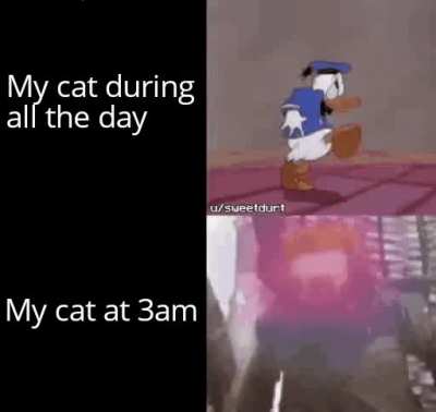 Cats are aliens spying us