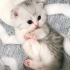 very illegal cat