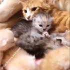 Blended family
