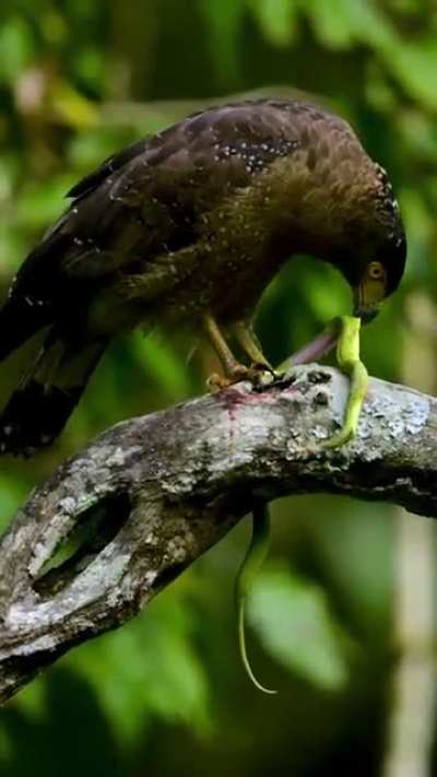 ? The Serpent Slayer