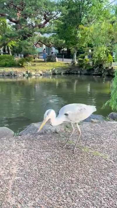American kids screaming in a quiet Japanese garden in Kyoto