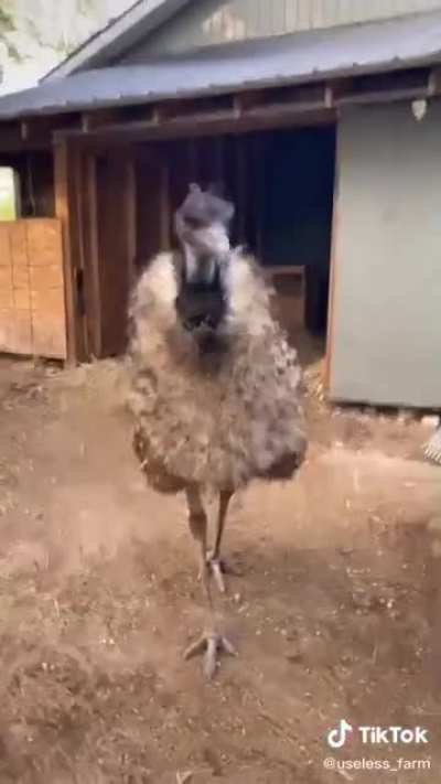 I had no clue emus sounded this scary