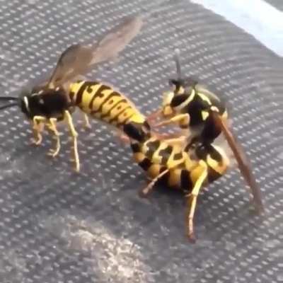 Downloaded the wrong Bug's Life movie.