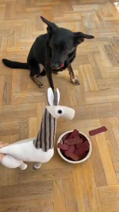 when you pretend that a plushie llama eats your dog's food