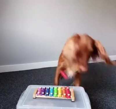 Spaniel solo