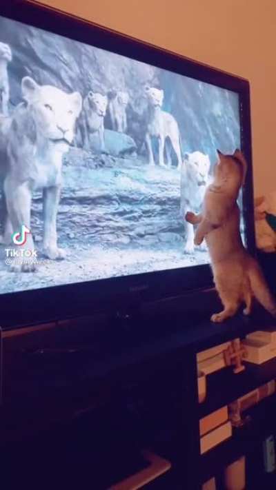 Cat.