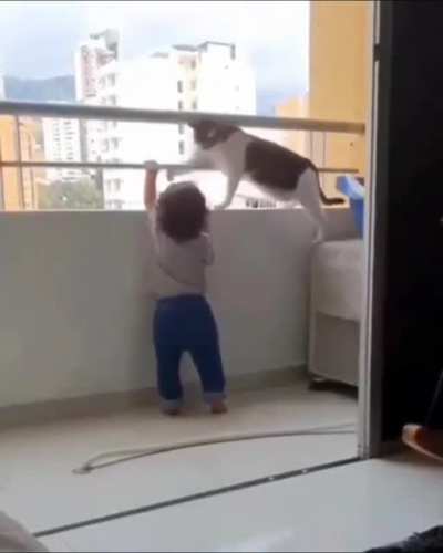 This cat does not even allow the child to touch the fence to protect the child