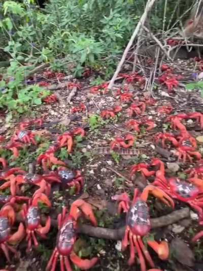 ? Annual mass migration of red crabs on Australia's Christmas Island