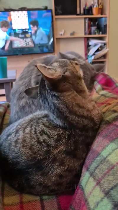They are always grooming eachother, especially when we try to watch tv ?