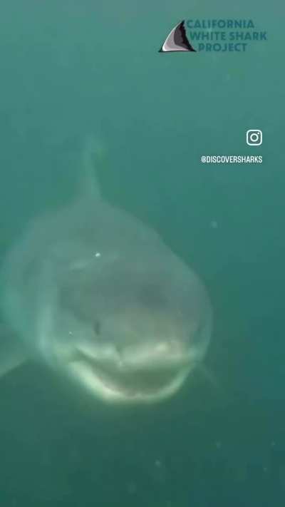 A 75 year old 17 ft great white shark just under the waters surface in California.