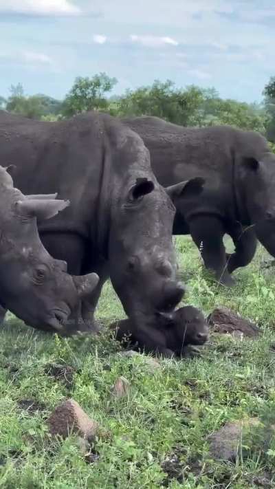 ? Cape buffalo mom steps aside to allow rhinos to welcome her newborn into the world