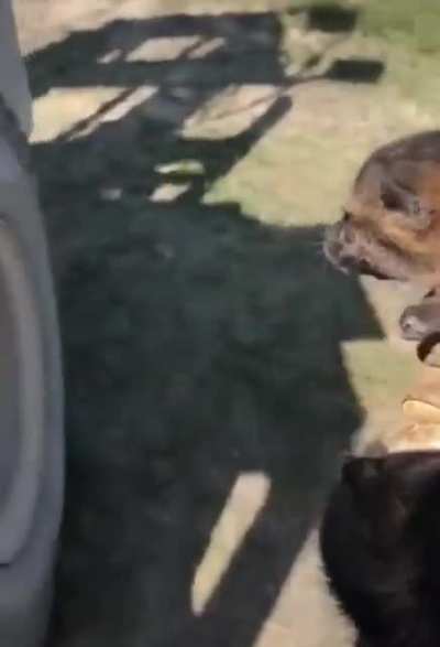 A new pet?!