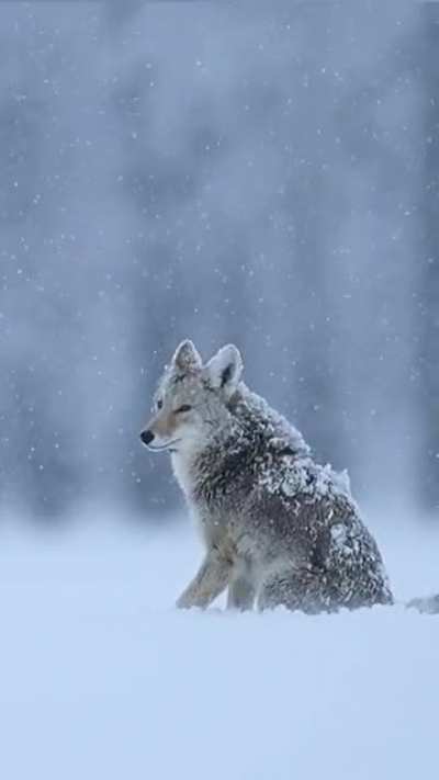? Coyote Howling in the Snow ?