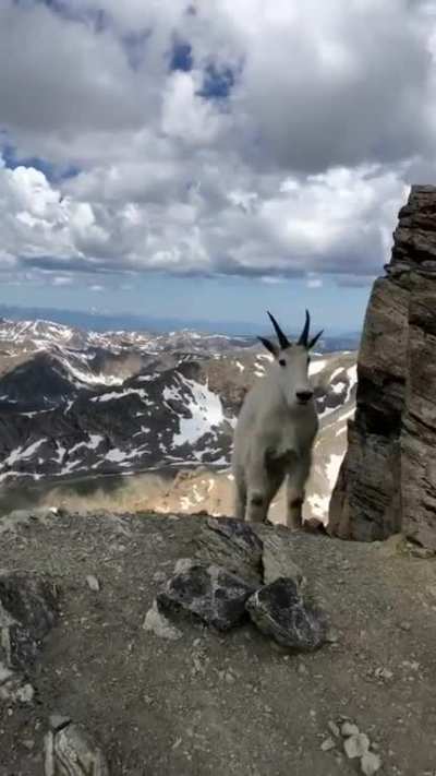 ? Mountain goat rules the mountain