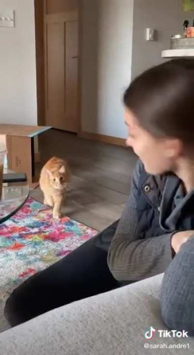When your cat has been watching Squid Game.....