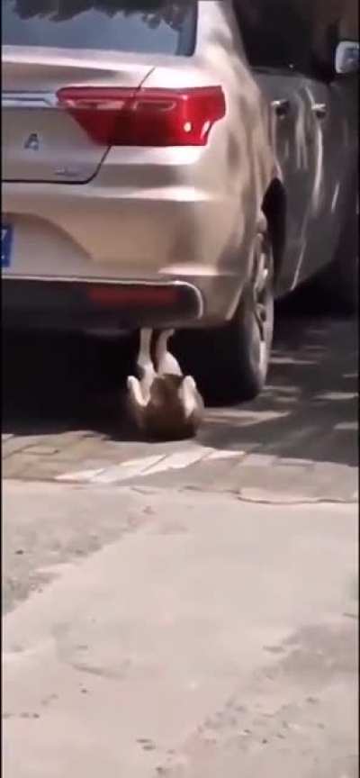 Work it... best video on internet