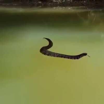 This snake looks like it’s crawling on a green screen.