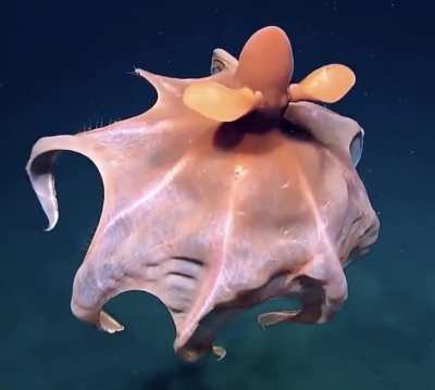 Octopus makes it skin into a huge ball to scare predators.