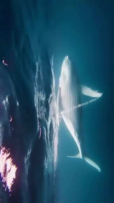 ?Humpback Whale Calf dance - Tonga