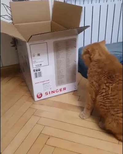 Just another cat in a box