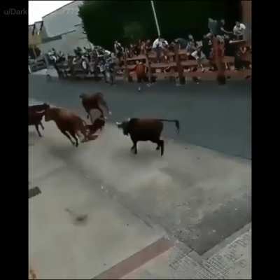 6 Bulls 1 Guy