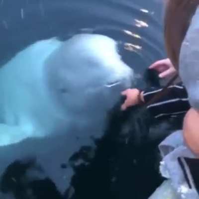 ? Beluga whale saves an iPhone from the sea in Norway