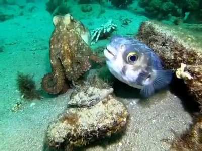 ? Puffer fish and octopus crossing paths