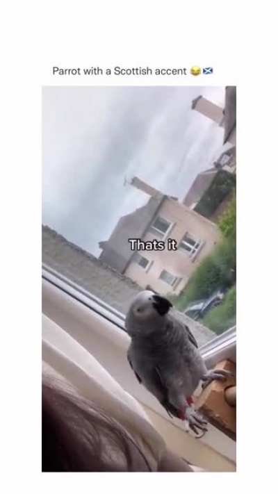I have never seen a parrot with Scottish accent ?