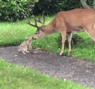 Bambi and Thumper irl