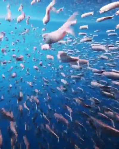 ? Northern anchovies on the go!