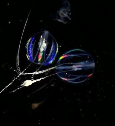 ? Luminous Scalloped Jellyfish.