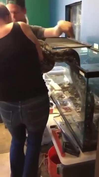 To pet the snake ?