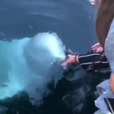 ? Beluga whale returning an iPhone