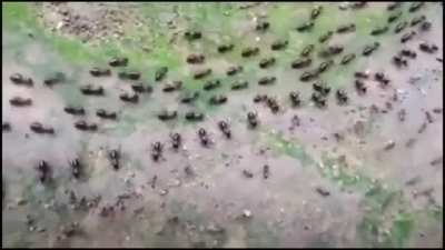 ? Truce between termites and ants with each side having their own line of guards.