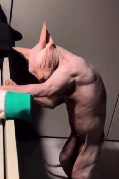 the fit cat ?