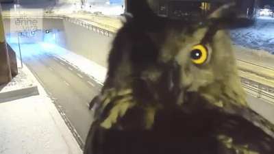 ? An eagle owl checks out a traffic cam