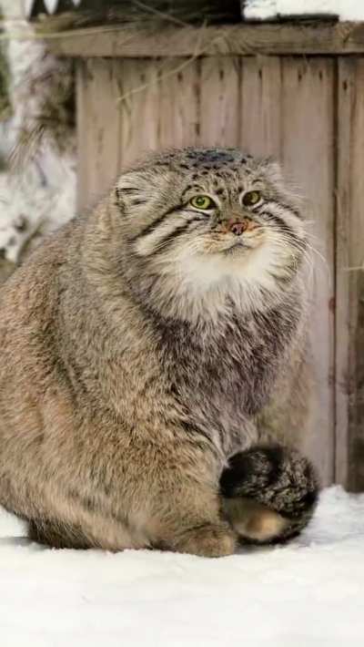 ? Pallas's Cat is a small wild cat that thrives in extreme colds of ladakh & Siberia, It has very dense coat. It's rounded ears that lie flat on sides of its head(quite distinctive) is reason behind its scientific name Otocolobus (meaning ugly eared i