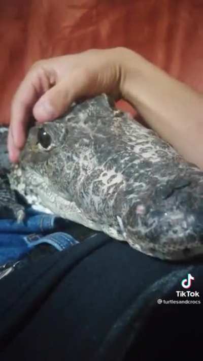 Crocodocile