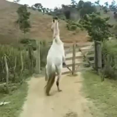 to stop a horse from escaping