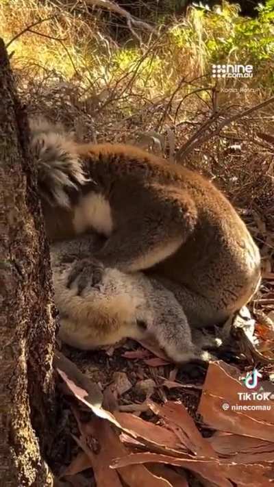 A koala mourning its deceased friend
