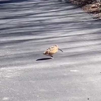 Dancing bird