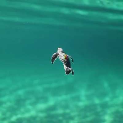 ? Baby Loggerhead Sea Turtle...........