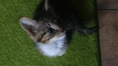 He did his first “meow” with us today