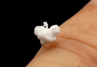 ? The flatid planthopper, also called the "walking popcorn bug" seen here as a nymph covered with a protective layer of waxy white filament