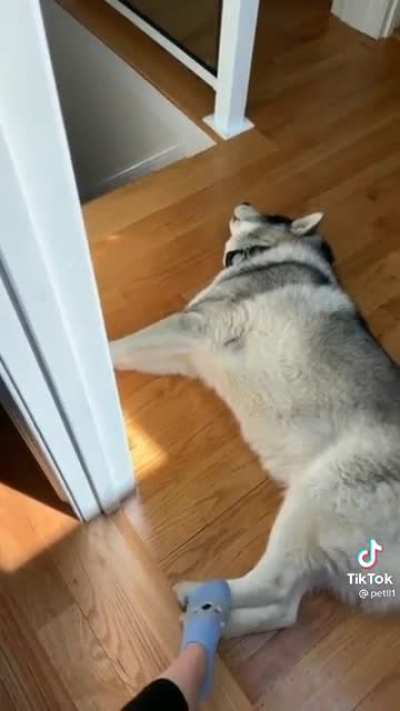 Tell me your husky is being dramatic without telling me your husky is dramatic?