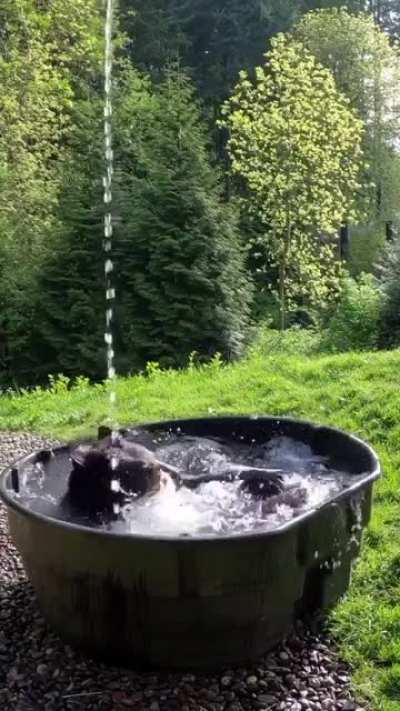 ? Bear enjoying a good bath ?