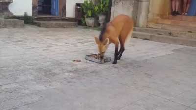 ? Maned Wolf being fed by local town people in Minas Gerais Brazil