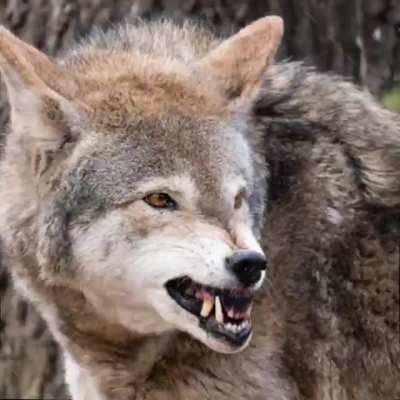I found 70 pictures googling "Wolves" and created this!