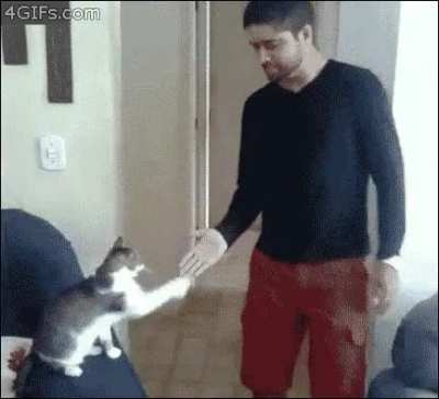 When your cat is a total bro.
