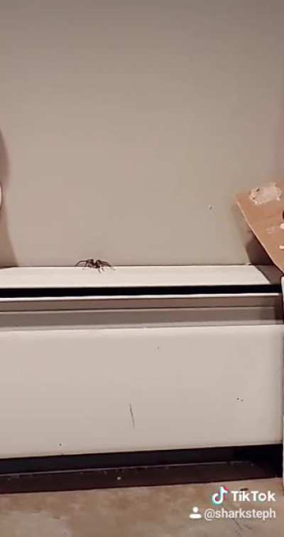 Spider in my basement ??